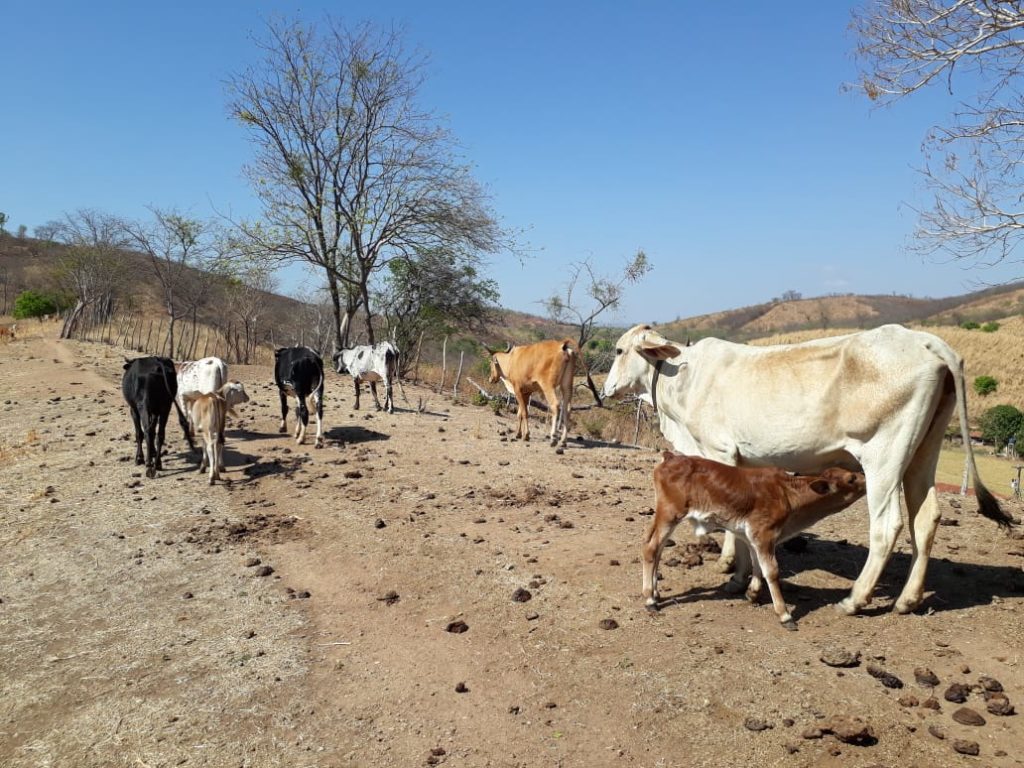 Secretaria de agricultura reforça vacinação contra a febre aftosa.